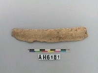 藏品(獸骨)的圖片